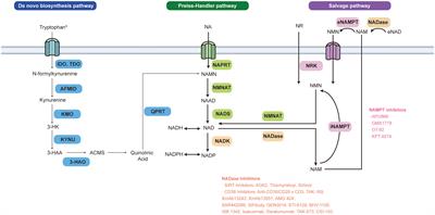 Targeting NAD+ metabolism: dual roles in cancer treatment